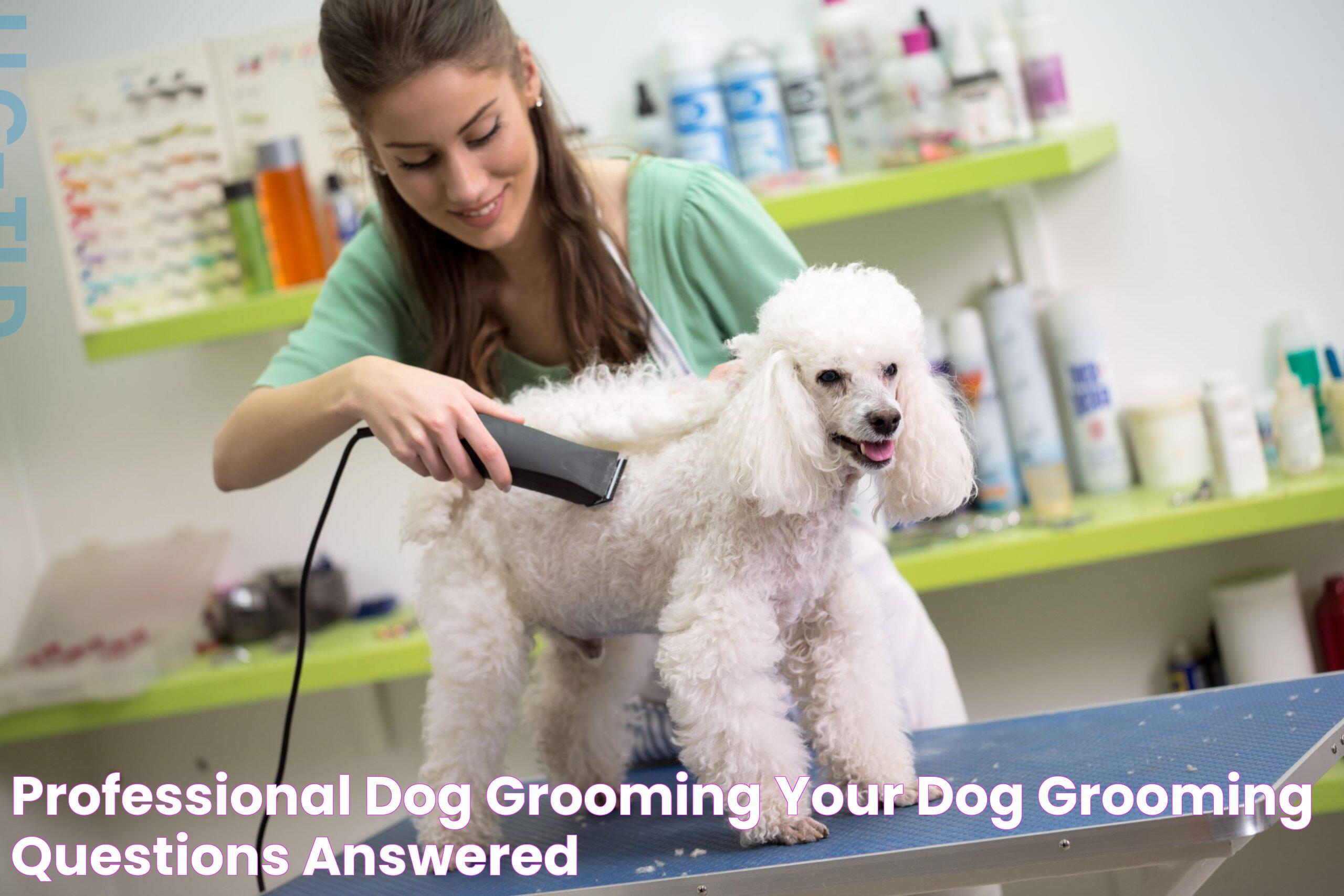 Ultimate Guide To Becoming A Professional Pet Groomer